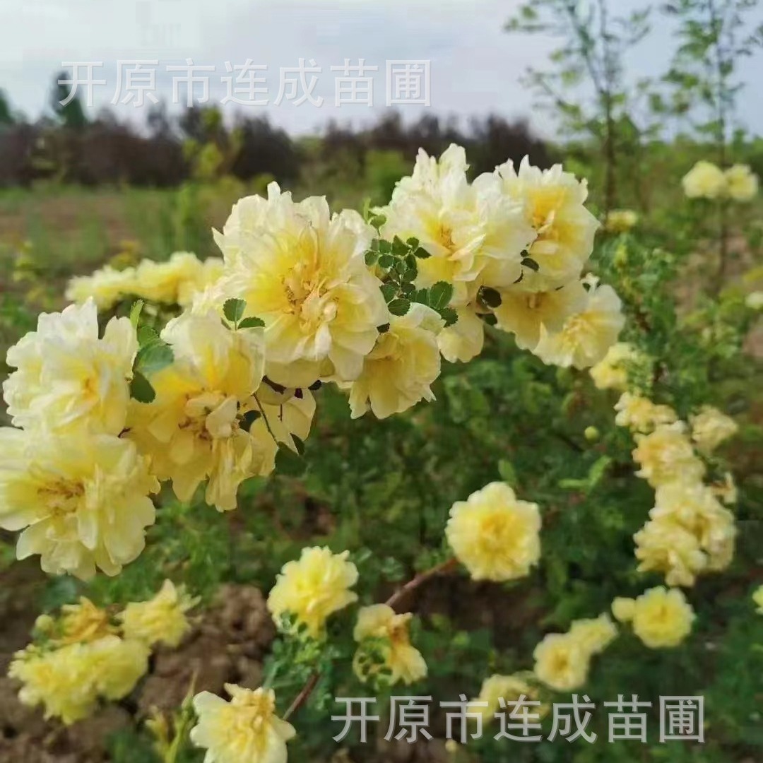 黄刺玫树苗刺玫小苗 重瓣刺梅树苗批发