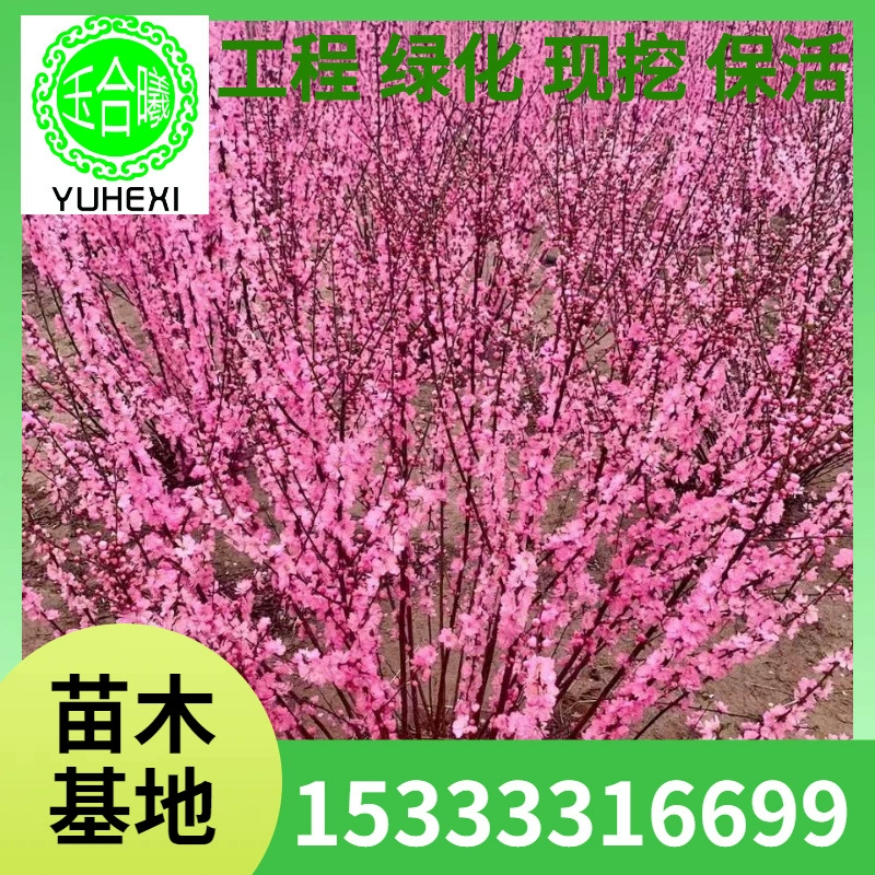 Красный лист и шарик слив, двуцветковая слив, маленький персиково-красный, привитый красный листовой вяз, питательная чашка для рассады, кластерный