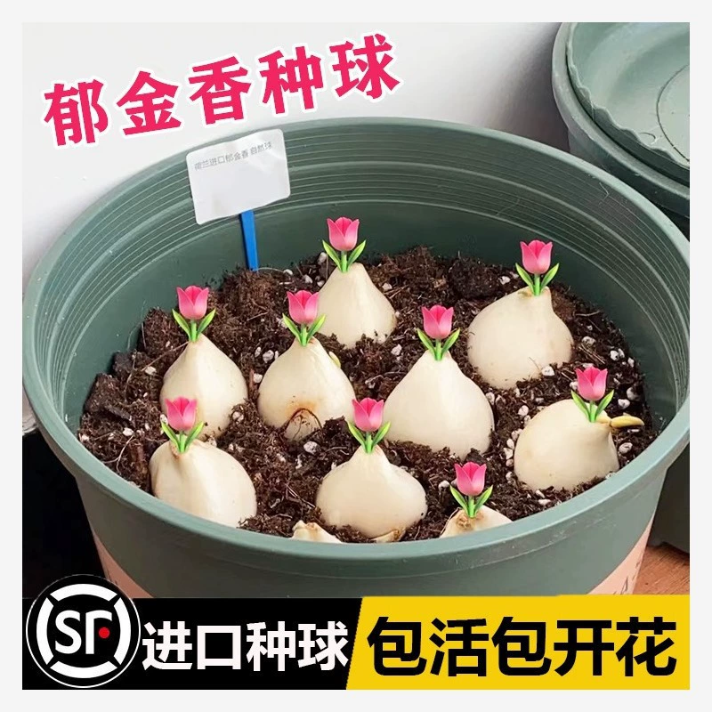 Луковицы тюльпанов, семена цветов в горшках, гидропонные двулепестковые большие голландские цветы, все сезоны, легко выращивать в почве, семена цветов для балкона