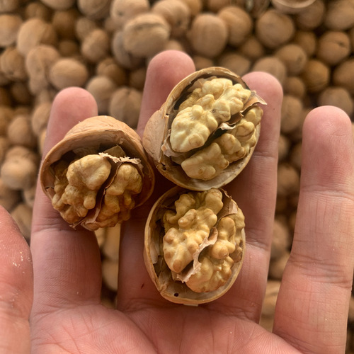 185 paper-shell walnuts, 5 jin per box, loose packing. Direct shipment from Aksu, Xinjiang. Crispy and delicious, available for live-streaming sales directly from the origin.