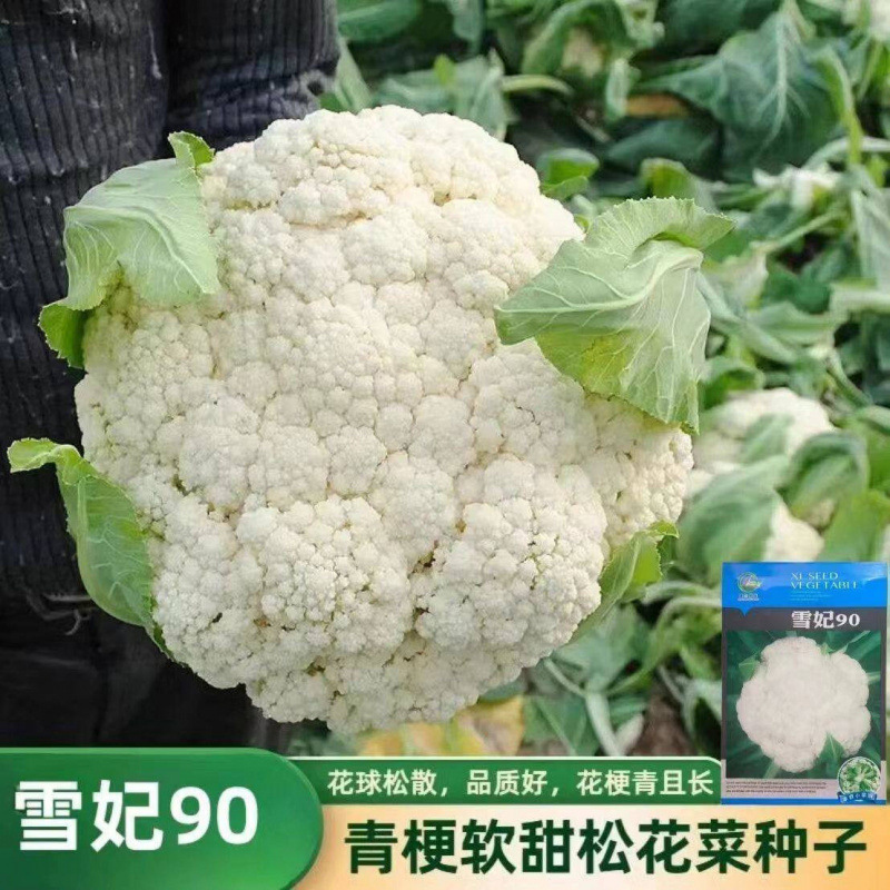 雪妃 90 天花椰菜种子青梗松花菜雪白大球中晚熟秋冬蔬菜种籽【约