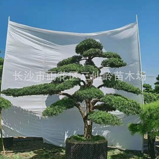 �������l�_�h��  ̨�������_�h�� �؏�14-15�_�h�� �����Ԯa���N