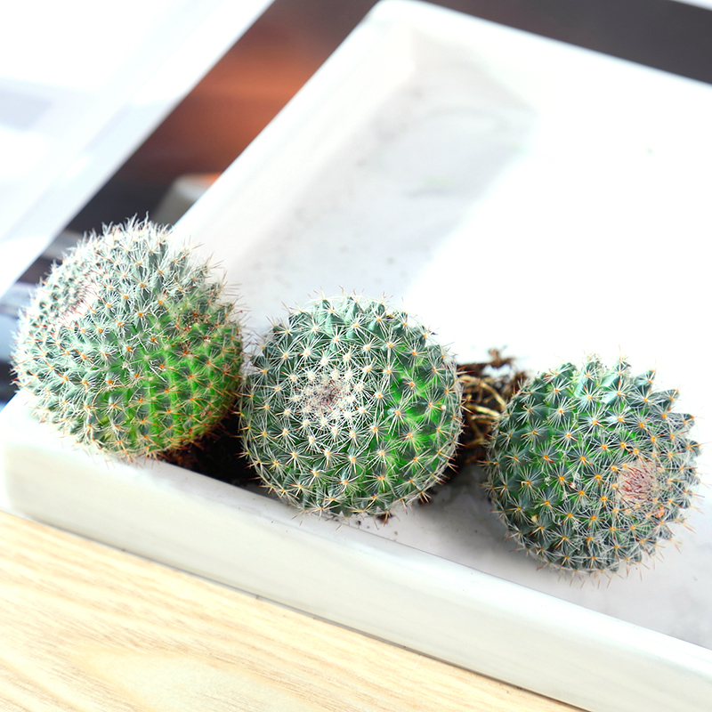 옥덩굴(미니타입) 맨뿌리 3개