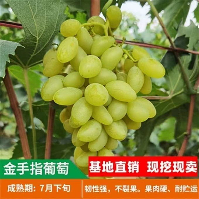 [Прямые поставки] Золотой палец винограда Рассада (высокая чистота и низкая цена) Высокое качество Золотой палец винограда рассады