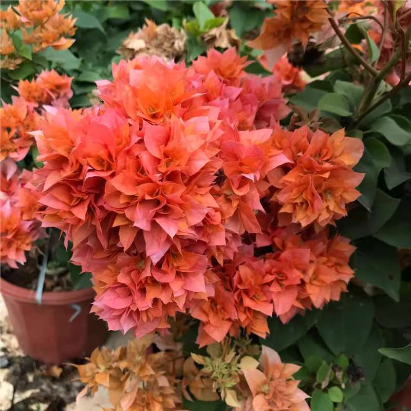 9.9 Flores frecuentes variedades de ciruela triangular en maceta jardín de plántulas es bueno para alimentar las plantas de vid de flores image 39
