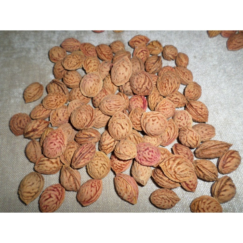 批发山桃种子毛桃核新采山桃树种子毛桃核桃可做嫁接果树人工挑选