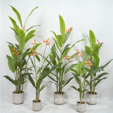 仿真天堂鸟七星叶发财树鸭脚木彩虹芋红芋花芋富贵花胶布旅人蕉厂
