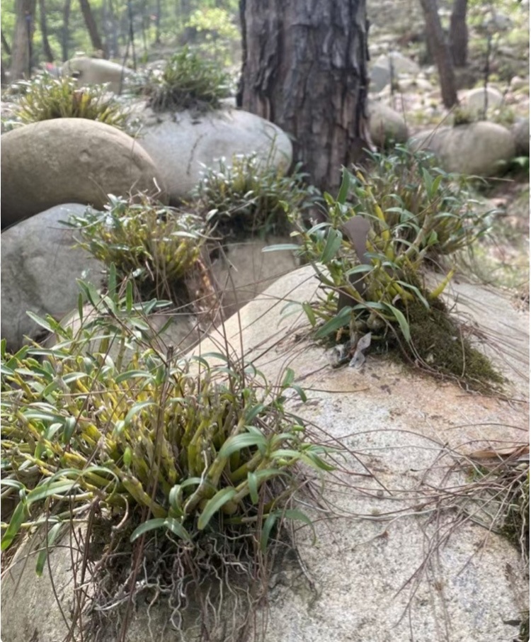Tie Pi Shi Hu Fengdou Dendrobium Officinale Stems 500g Bottle Dried Herb for Tea and Cooking quality and texture