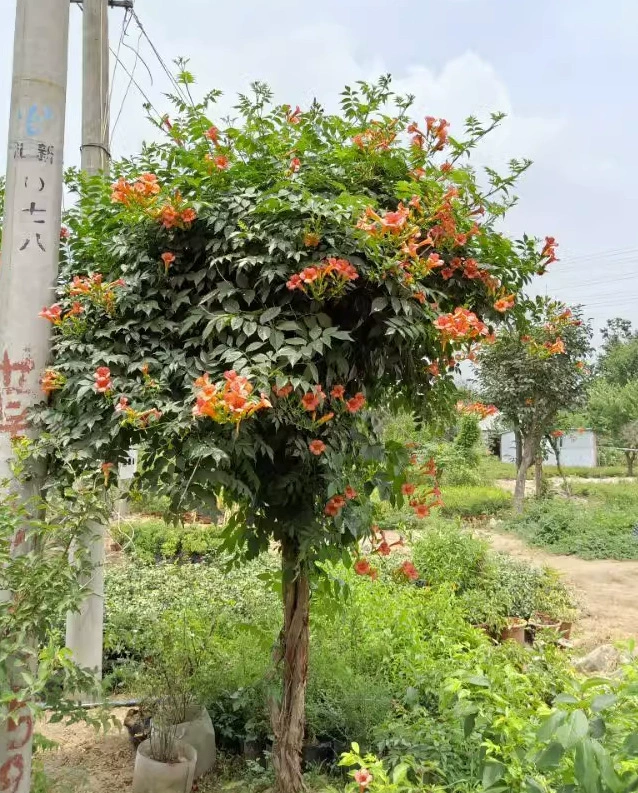 Дропшиппинг американских розовых саженцев вьющихся растений клевера в горшках, старые саженцы, растения для подвешивания на стену во дворе.