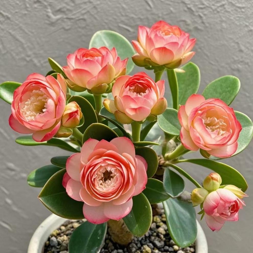 872fb809-3d7c-4a9b-8140-9d80903ebe5b.jpe