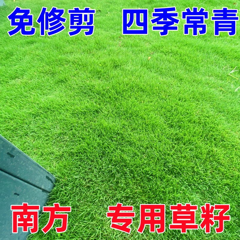 巴根草种子 铁线草 护坡草籽 爬地草 绊根草 护坡老客户订单