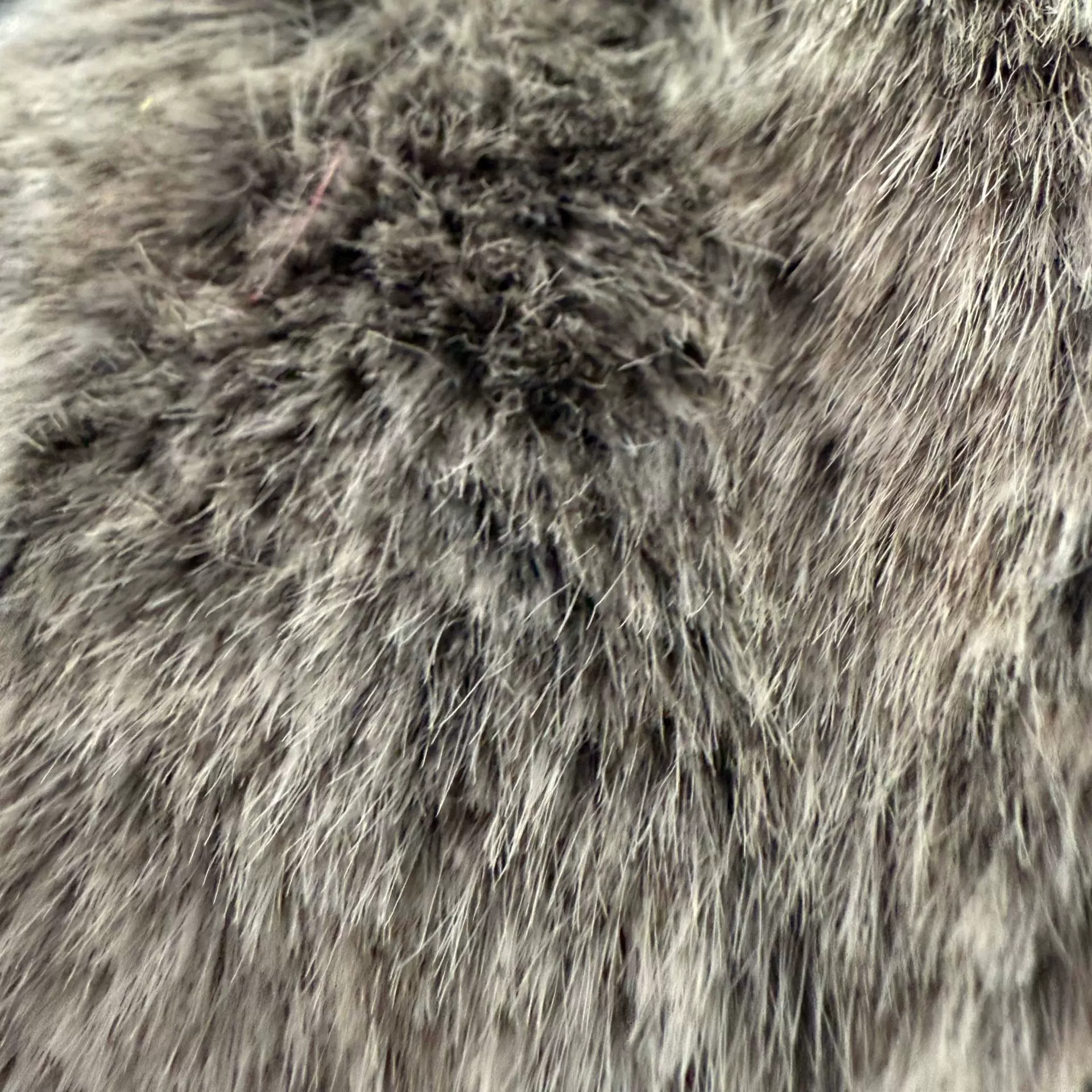 小金貂染尖背印刮底毛绒面料服装玩具服装家纺鞋帽箱包布料