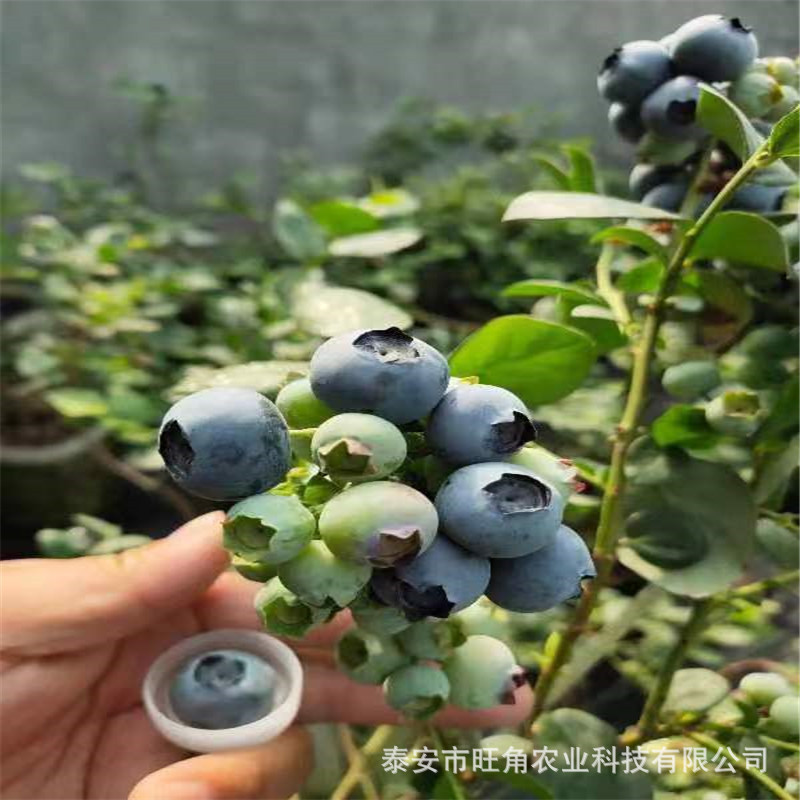 bf535f550bca222f936409867f0ef5