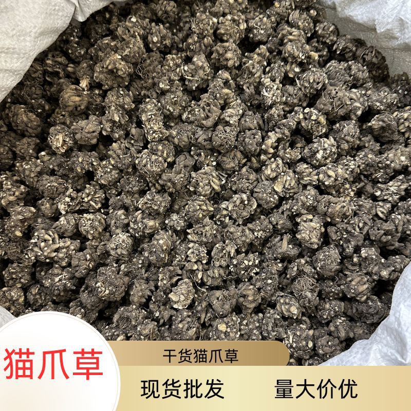 猫抓草1kg产地中药材批发供应猫爪草猫抓草水洗猫爪草采购大号颗