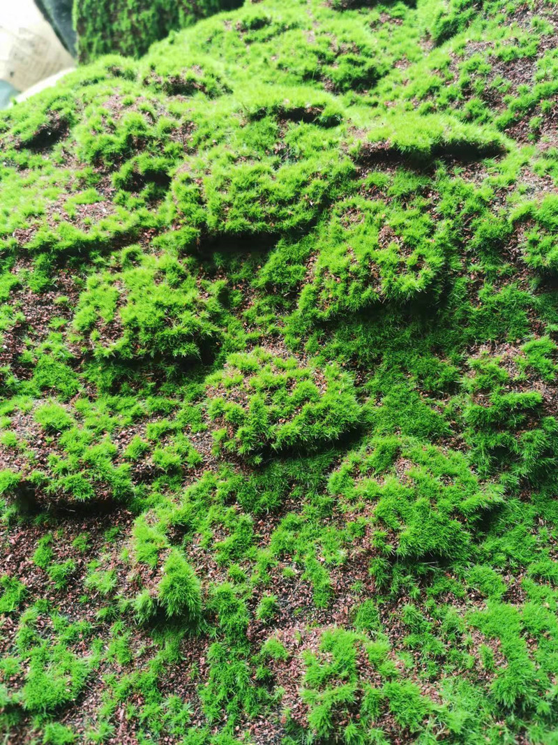 QQ图片20211109091951_副本