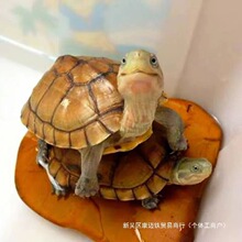 幼龟金钱金线龟龟苗大龟南石小乌龟活物乌龟宠物南石批发龟石黄金