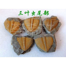 ��Ȼ��ʯ�^�pʯ�ջ�ʯ���~�xβ��覴ý̌W���Ճ�ͯ�dȤ��ʯ2665