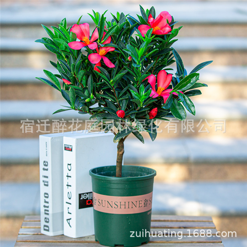 四季开花杜鹃红山茶花室内室外盆栽庭院绿植花卉带花苞开花不断