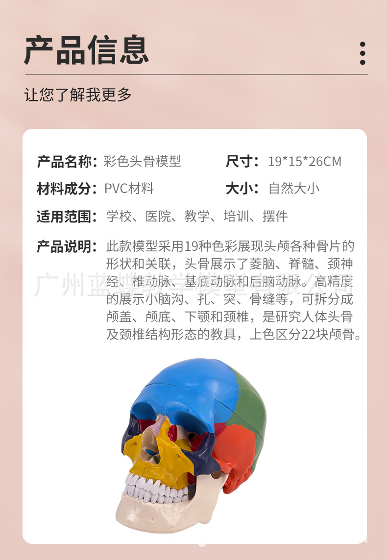 彩色头骨-详情页_03
