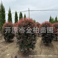 常年供应密枝红叶李球绿篱色块红叶李紫叶李杯苗建圃小苗
