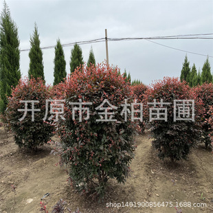 ���깩����֦�t�~����G�hɫ�K�t�~�����~��罨��С��