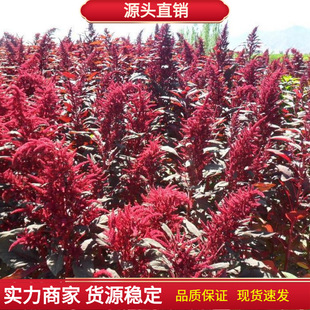 β���{�N�� �Ϙ��� �҃��̨�ļ��_������ֲ�ﻨ�ܷN�� ǧ���