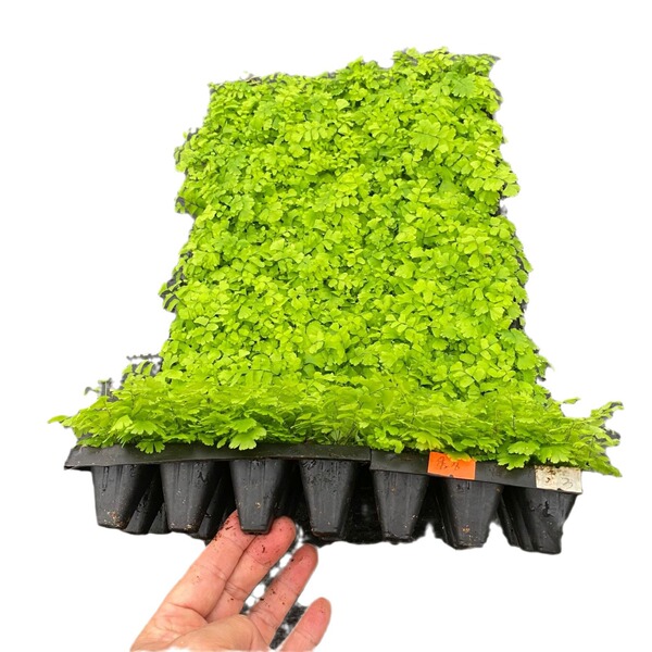 Indoor ornamental fern copper-bone maidenhair fern tissue culture…