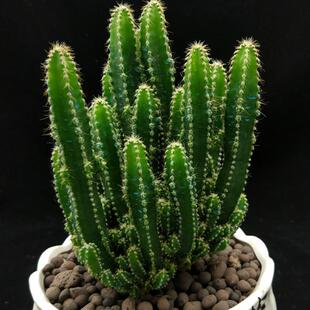 Succulent Cactus Air-Purifying Office Living Room Easy-To-Care-For Green Plant with Hairy Edges Potted Plant