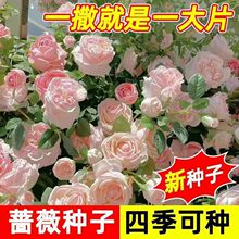 �����Nޱ���N�����ļ����N�_���¼�����ֲ�ﻨ������ͥԺ���ܷN��