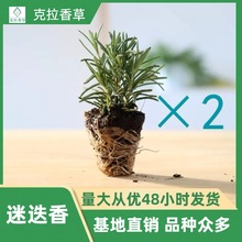 迷迭香穴盘苗 直立匍匐粉花阔叶迷迭香香味浓郁  批发 常年供货