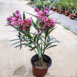 Cyclamen Evergreen Potted Plant with Red Flowers for Half a Year, Mosquito-Repelling Flower Plant, Indoor and Outdoor Willow Leaf Peach Sapling