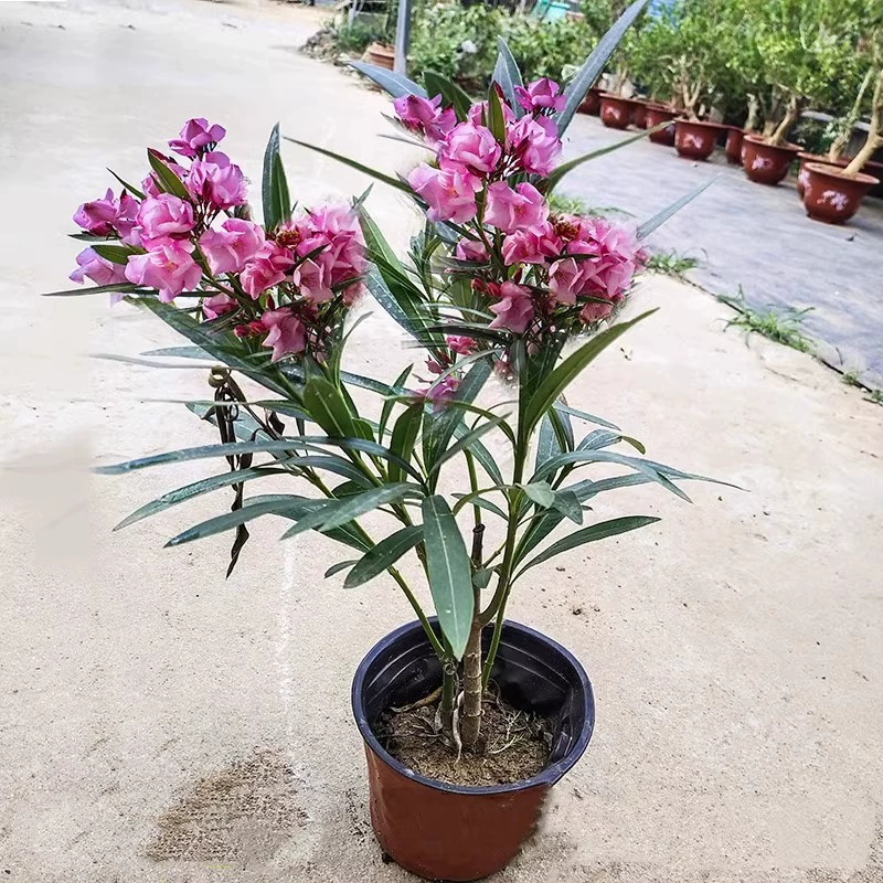 Вечнозеленое растение цикламен в горшке с красными цветами на полгода, цветочное растение, отпугивающее комаров, саженец персика с листьями ивы для внутреннего и наружного использования.