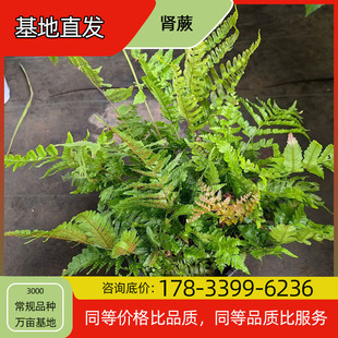 Kidney Fern Flower Seedling Potted Base Planting, Four-Season Flowering, Courtyard Planting, Green Plant Project, Greening Seedlings, Easy to Breed