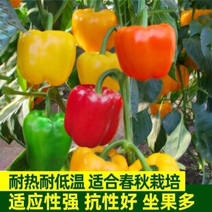 ��ʽ��N���𽷷N���ཷ�������^�p�����ļ����������߲˷N��
