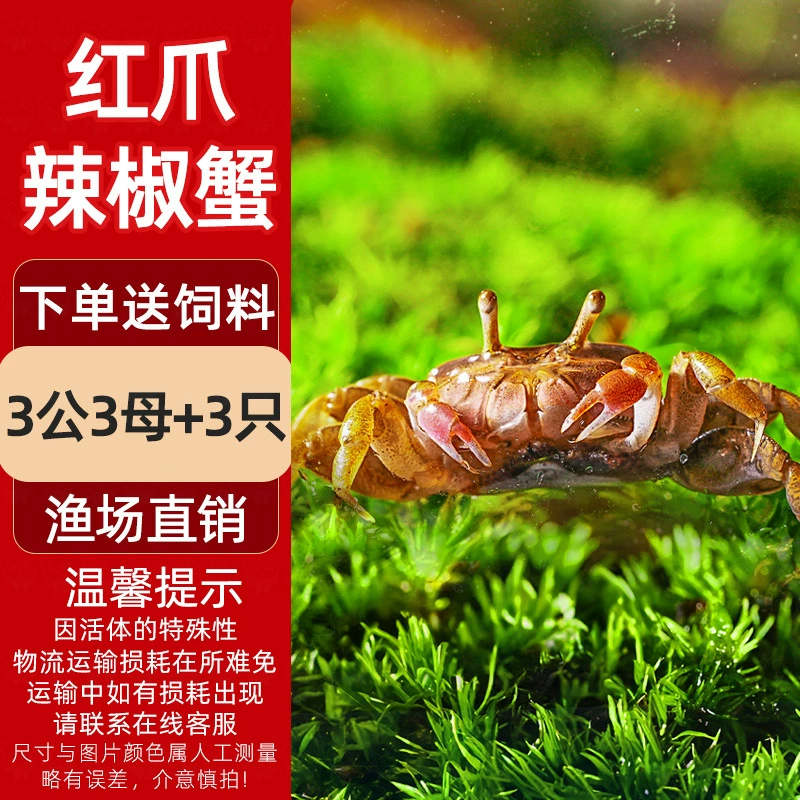 Миничилийсковая жареная крабовая ornamental Fish Hermit Crab Подводная маленькая водорослеедка Малый Краб Романтическая креветка
