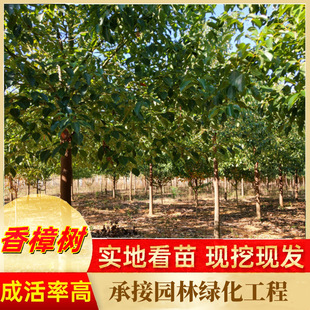 ���l�������� ��ֲ���� ȫ�������N�� ��ֲ������ֲ���� �\ݔ����