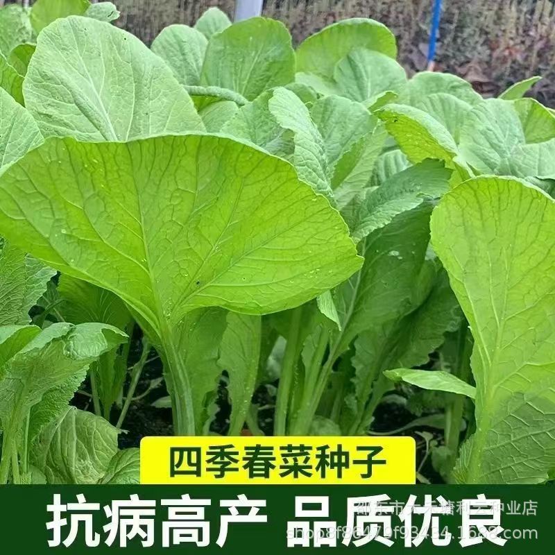 四季春菜种子煲汤王脆甜春菜种四季无筋甜春菜种子盆栽春菜种籽子