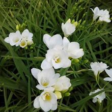 ���l��ѩ�m�N�� ��ζС�n�m�N�����_���ɫ�Rȫ���ܷN���׳ɻ�