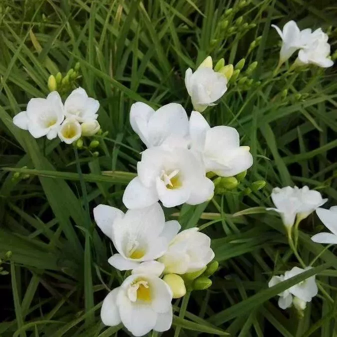 Оптовая ароматная Снежная Орхидея шар аромат фрезия шар Цветущий цвет Полные семена цветов легко выжить