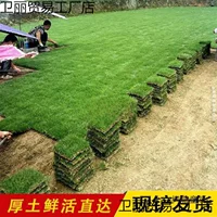 Натуральный газон для озеленения двора виллы, газон Manila Carpet, морозостойкий газон с почвой, не требует кошения, с Metabo.