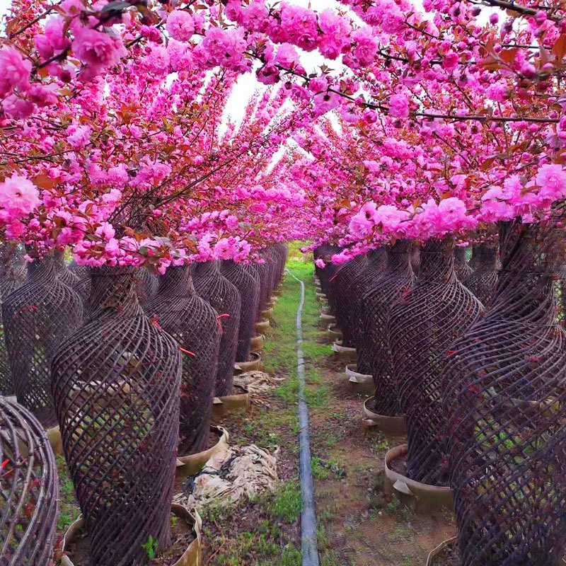 База оптом вяза сливы в форме большого цветка вяза сливы Ваза Дерево розовая линия открытое поле цветок море дерево