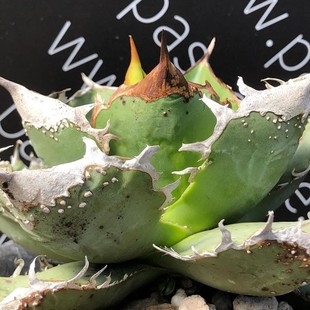 Golden Toad King Crown Green Plant Potted Landscape Succulent Plant Greenhouse Wholesale Agave Cactus Euphorbia