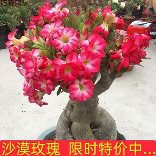 �ذ�ɳĮõ�������ļ��_�����B�Ϙ��҃ȶ�ɫ�̨���ܾGֲ�辰����
