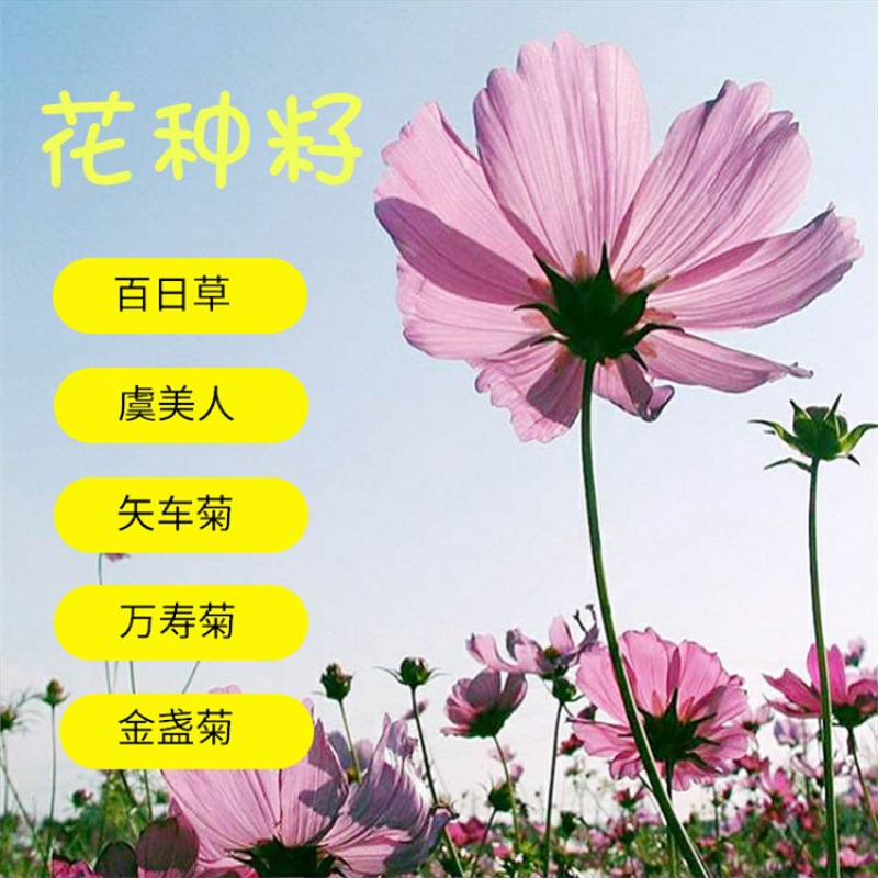 花卉种子  波斯菊 硫华菊 百日草 万寿菊 松果菊 矢车菊花种子