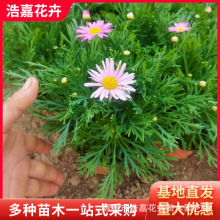 玛格丽特杯苗盆栽 多色花苗菊花 金鸡菊万寿菊木春菊黄金菊草花苗