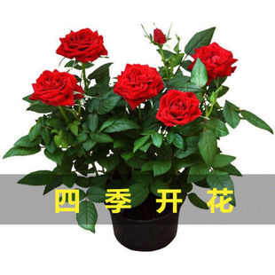 �¼��������ļ��_�����B�׻������̨õ�廨���ͺ��羳����S��