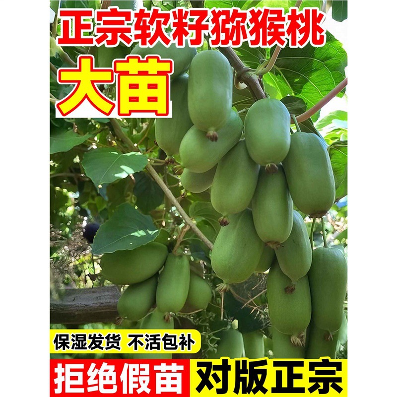 猕猴桃树果苗软枣红心徐香嫁接特大南北种植盆栽地栽庭院当年结果