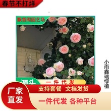 һ�����l�Nޱ���������¼���õ�����¼��Ϙ���������Ԯ�Nޱ�Ϙ���