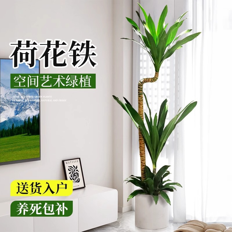 Lotus Iron Beauty Living Room Green Plant Dutch Iron Potted Dragon Blood Tree Indoor Large Plant All Seasons Good to Feed Lu Plant Lotus Iron Beauty Living Room Green Plant Dutch Iron Potted Dragon Blood Tree Indoor Large Plant All Seasons Good to Feed Lu Plant