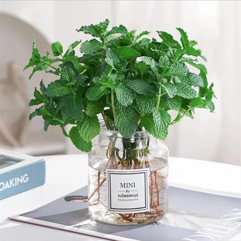 [베스트셀러 수경재배] 엄선된 민트 10개(투명유리병) 무료 크리스탈